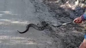 Homem é picado por cascavel ao tentar afastar cobra com pedaço de madeira em Capoeiras!